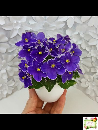 АВ-Контрольный Выстрел (Фиалковод) 2020 г. (пестролистный гёрл)