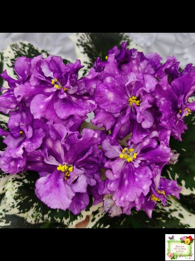 ВаТ-Шоколадное Настроение (Т. Валькова) 2019 г.