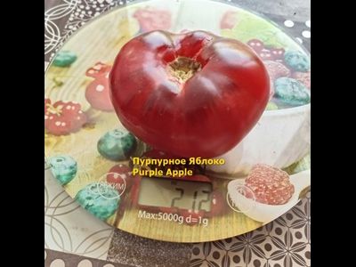 Томат Пурпурное Яблоко (Purple Apple)