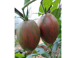 Семена томата Жемчужина мудрости