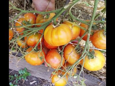 Томат Мультифлора Гигант (Giant multiflora, Multiflora Long Keeper)