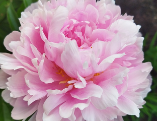 ПИОНЫ \PEONIA\ - Вальтер факсон