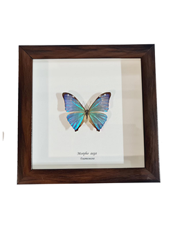 Морфа Эга №1255