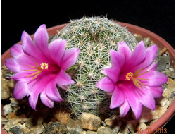 Mammillaria oliviae (яркий лиловый цветок) - 5 семян