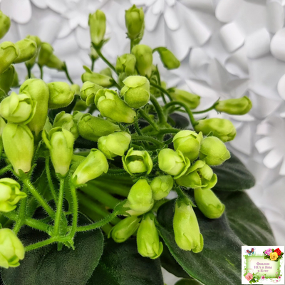 Emerald Bell (О.Барышева) 2016