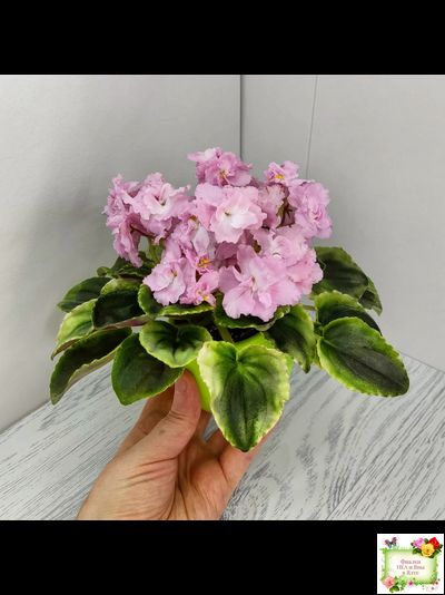 РС-Утренний Пляж (С. Репкина) 2020 г. (клакамас с кроновой пестролистностью)