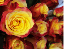 Хот меренге, Ч/Г.