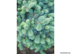 Ель колючая Глаука Аризона - фото в саду - красовский-сад.рф