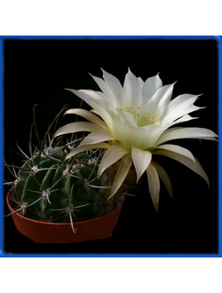 Lobivia ferox LF 128