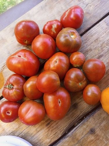 Томат Шоколадный Генри