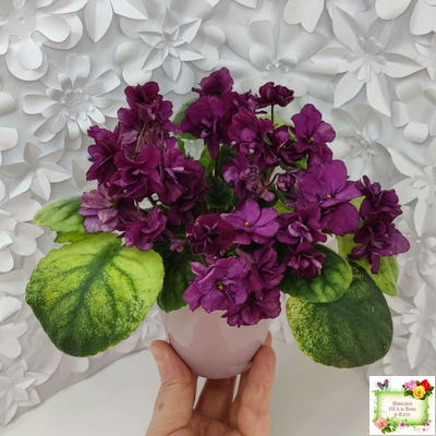 СВ-Город Солнечногорск (О.Емельянова) 2023 г. трейлер