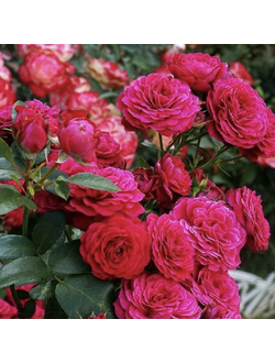 Домен де Сэн Жак де Борегар (Domaine de St Jean Beauregard)