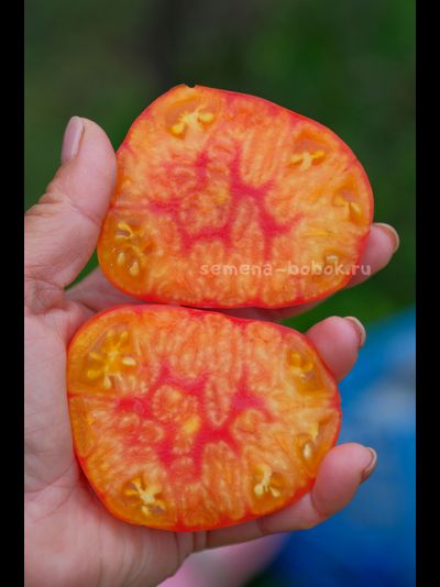 Томат Marcy’s Mystery (Тайна Марси), 10 шт