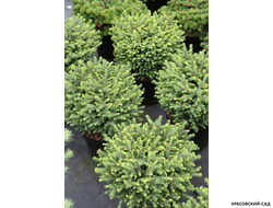 Ель сербская Карел - фото в ладшафте - красовский-сад.рф