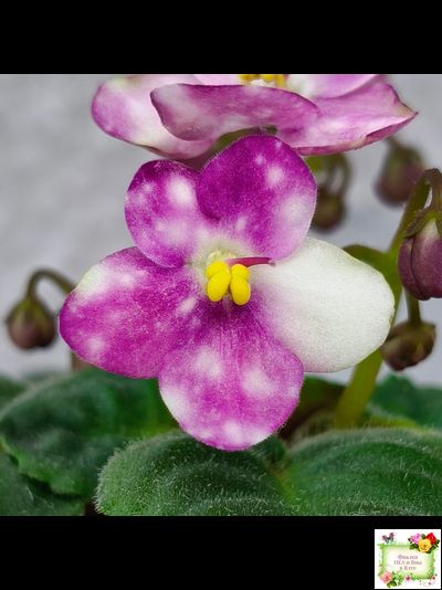 Heinz's Bubbles (H.Dornbusch) (детка)