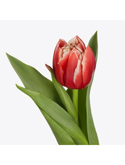 Тюльпан  Конкорд (Concorde)  (в упаковке 10 штук одного сорта)