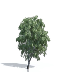 Billboards Дерево летнее_17