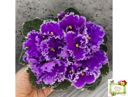 Dn-Юная Француженка (Д. Денисенко) 2016 г.