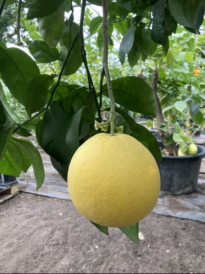 Грейпфрут Дункан