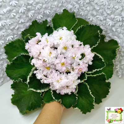 АВ-Богатая Невеста (Фиалковод) 2020 г.