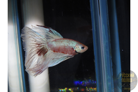 Петушок, Бойцовая рыбка, Betta splendens