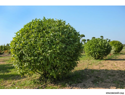 Топиар Боярышник сливолистный в форме шара