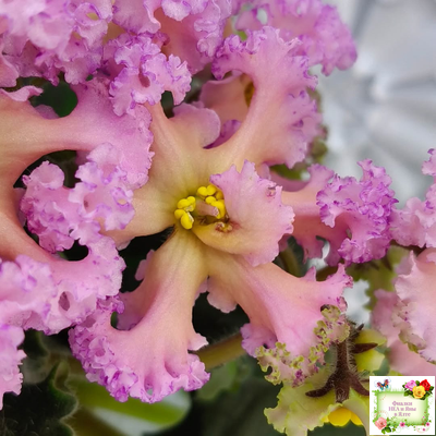 РМ-Оранжевое Лето (Н. Скорнякова) 2022 г. (детка)