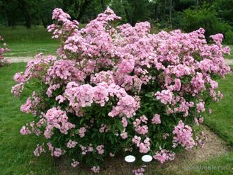 Heavenly Pink (Хавенли Пинк)