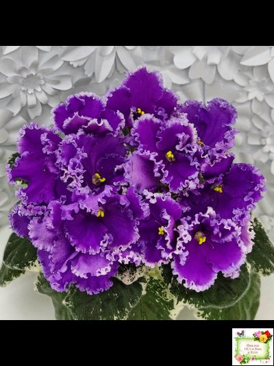 Dn-Юная Француженка (Д. Денисенко) 2016 г.