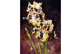 Голштинский ирис.
Фентезийный мир Урсулы Вернон (Ursula Vernon)