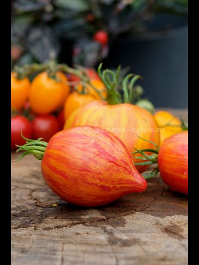 Томат Искушение, 10 шт