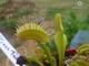 Dionaea muscipula Cross teeth#2