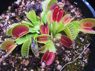 Dionaea muscipula "G3XG17"