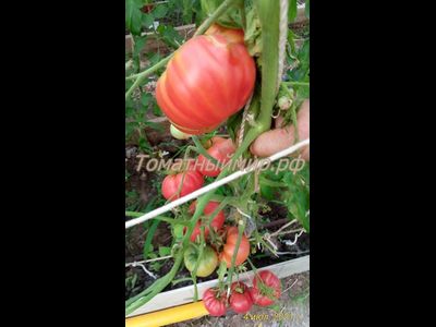 Томат Бой-бой (Boy-boy)