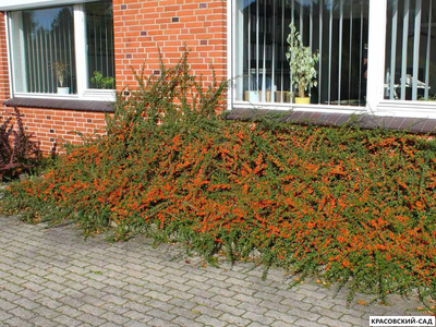 Кизильник Стокгольм - Skogholm