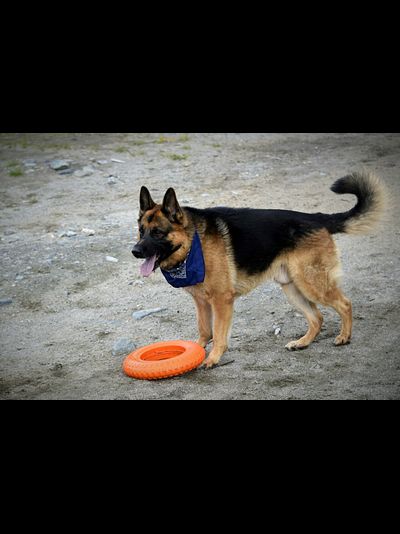 Doglike Кольцо  МЕГА (Оранжевый)