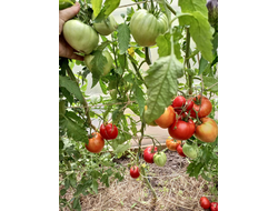 Томат Сердце Хибы (Imini de Hiba), Румыния