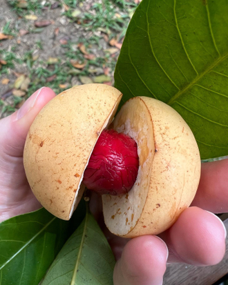 Мускатный орех (Myristica fragrans), Иран, плоды, 5 мл - 100% натуральное эфирное масло