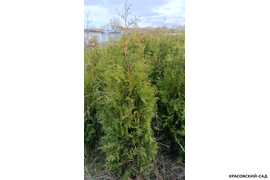 Туя Брабант фотография хвои туи к посадке в питомнике Красовский-Сад.рф