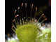 Drosera Burmannii