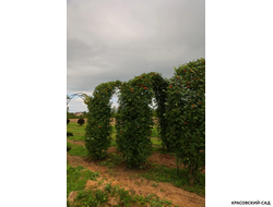 Топиар Арка из Рябины обыкновенной