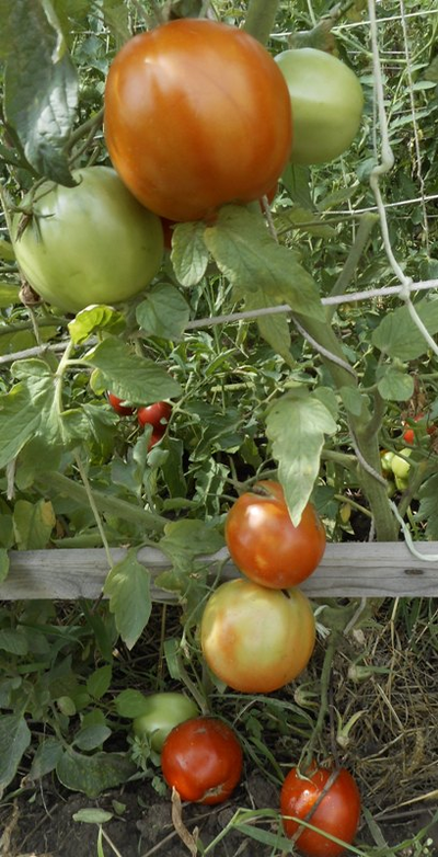 Томат Минусинские яблочные