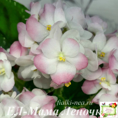 ЕЛ-Мама Леночка (Л. Еременко) (сортовой стартер)