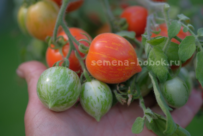 Томат Fuzzy Wuzzy (Фузи Вузи), 10 шт