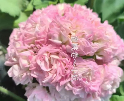 Пеларгония Xiao-Yao - Персиковый Рулет