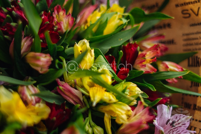 Альстромерия