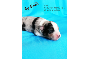 Мальчик с СИНИМ ошейничком, окрас черный триколор, НБТ, возраст 3 дня