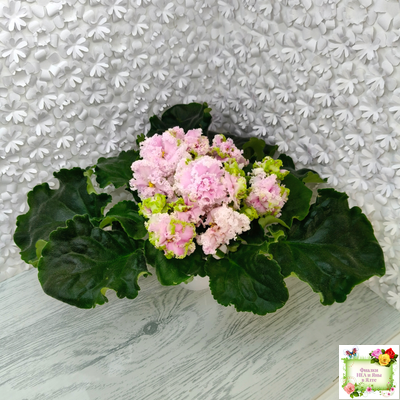 ЛЕ-Денди (Е. Лебецкая) 2011 г.