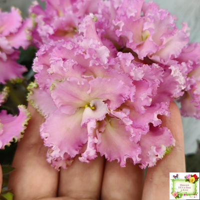 РМ-Саломея (Н. Скорнякова) 2019 г.