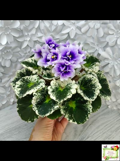 Р-Дурман (В. Зуб) 2020 г. (лист с детками укоренённый)